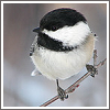 nightfalltwen: (Chickadee-dee-dee)