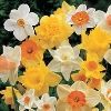 bunnyboo: A bunch of daffodils (spring)