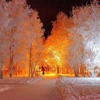 witchofthebough: Snowy trees in the deep night of winter illuminated by the golden light of street lamps. (Golden Light Embraced by Snow)