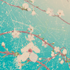 ravynstoneabbey: (cherry blossom spring)