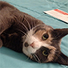 tortoiseshelltigress: (Really)