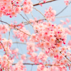 dolorosa_12: (cherry blossoms)
