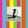 singe: (Cat Tumbling)