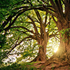 isis: (trees light)