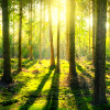 isis: (forest light)