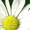 plurality: A daisy is technically a composite flower. (Daisy.)
