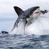 autobotscoutriella: a great white shark breaching with a seal (great white 2)