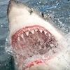 autobotscoutriella: a closeup of a great white shark opening its mouth (great white 3)