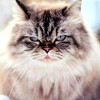 iamjustvisiting: (Angry Cat)