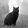 cassildra: (stock: black cat)