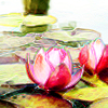 cassildra: (stock: water lilies)
