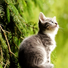sincereously: kitten on a green background (kitten on green)