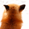 foxyou: (fox back)