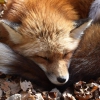 foxyou: (fox sleep)