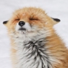 foxyou: (fox blurgh)