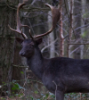 subject_013: (Black Deer)