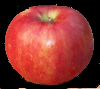 xylohypha: great apple for pies and applesauce (Default)