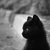 machinaperegrina: Blak cat profile (temp icon 07)