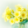 machinaperegrina: Pale yellow flowers (temp icon 22)