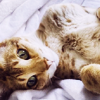 machinaperegrina: Kitten on bedding (temp icon 26)