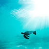 machinaperegrina: Sea turtle swimming underwater next to bright sunlight beam (temp icon 49)