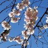 whimsyful: (sakura blossoms blue sky)