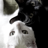 adsum: (Default)