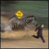 strangesequitur: Douglas Adams: Zebra Crossing (Zebra Crossing)