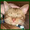 debbiechan: Ichigo kitty