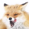 foxyou: (fox yum)