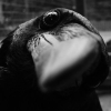 cesario12: a crow poking its beak at the camera (Default)