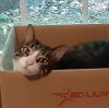 mecurtin: tabby cat pokes his cute face out of a box (purrcy)