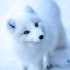 wyldghost: (Head Tilt Fox)