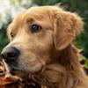 noblewildwood: close-up picture of a reddish golden retriever (dog, golden retriever, icon)