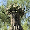 jesse_the_k: Flowers and blobs decorate top of spiny desert cactus (robot cactus)