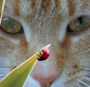 justmej: (cat ladybird)