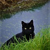 twistedbones: (cat | creeper)