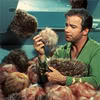 juniperberry: kirk from star trek buried in tribbles (tribbleations)