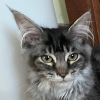 contrarywise: A black and grey tabby kitten with green eyes looks directly at the camera (Tomb Raider)