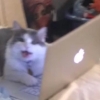 deeppainpizza: (apple cat scream)