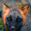frogfear: (113)