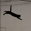 ailuromancy: graffiti of a black cat leaping down stairs (leaping cat, monochrome)