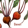 beet: img: beets; text: Beet (Beet- Name)