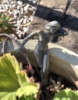 kallianeira: (garden venus)
