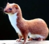 subject_013: (Cypher the weasel)