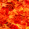 blackroses89: Icon was made for me, so please do not TAKE!!! (Stock | Colorful Autumn Leaves)