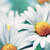 asoko: (White Petal)
