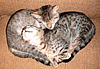 zellieh: two cats entwined in a heart shape, text: I heart you with kittens (cats: two cats: i heart you with kittens)