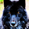 unforgivenson: (Wolf 01)