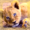 secretambition: (Wild animals ★ Lion cub)